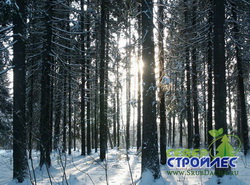 зимний лес для дома